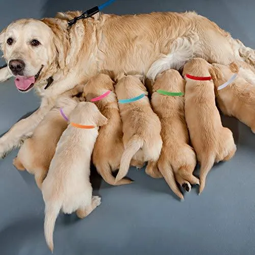 20 Colors Puppy Whelping Collars Double-Sided Adjustable ID Collars for Dogs