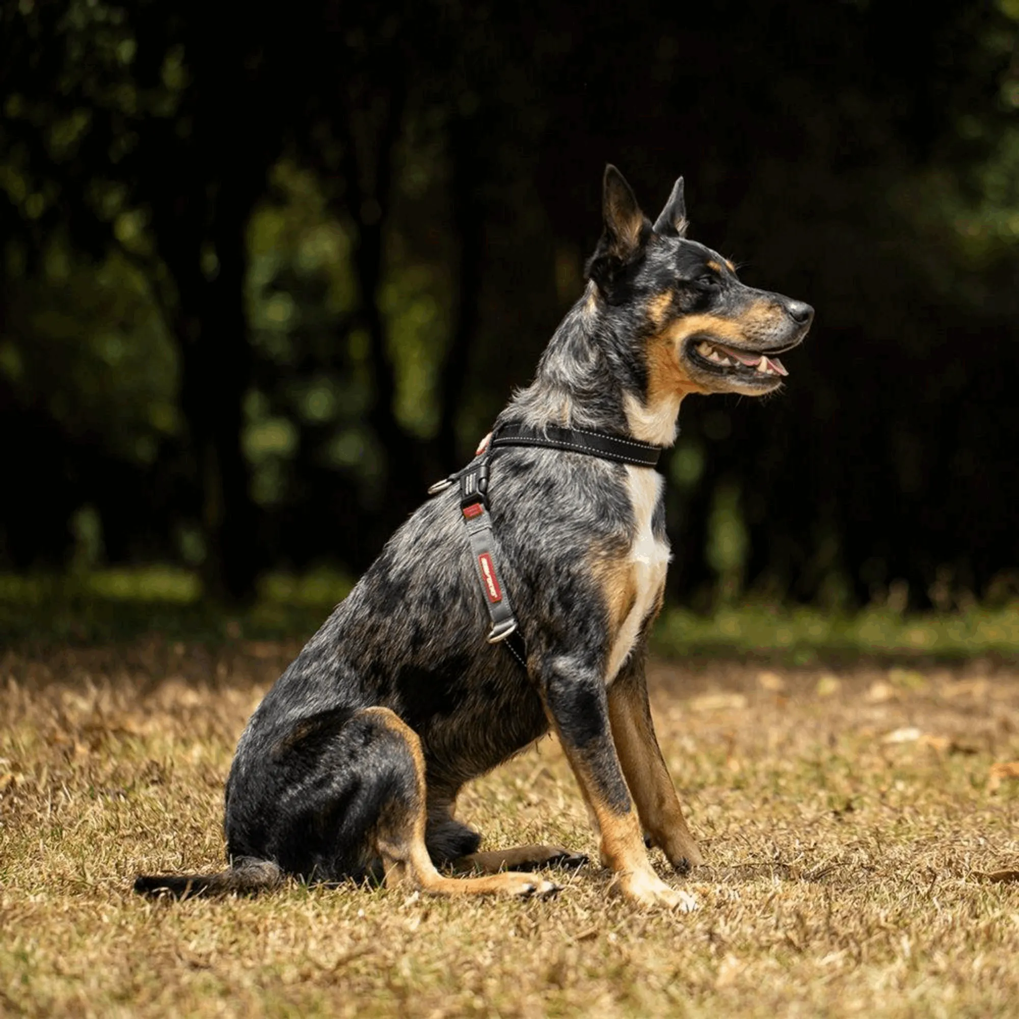 Cross Check Training Harness