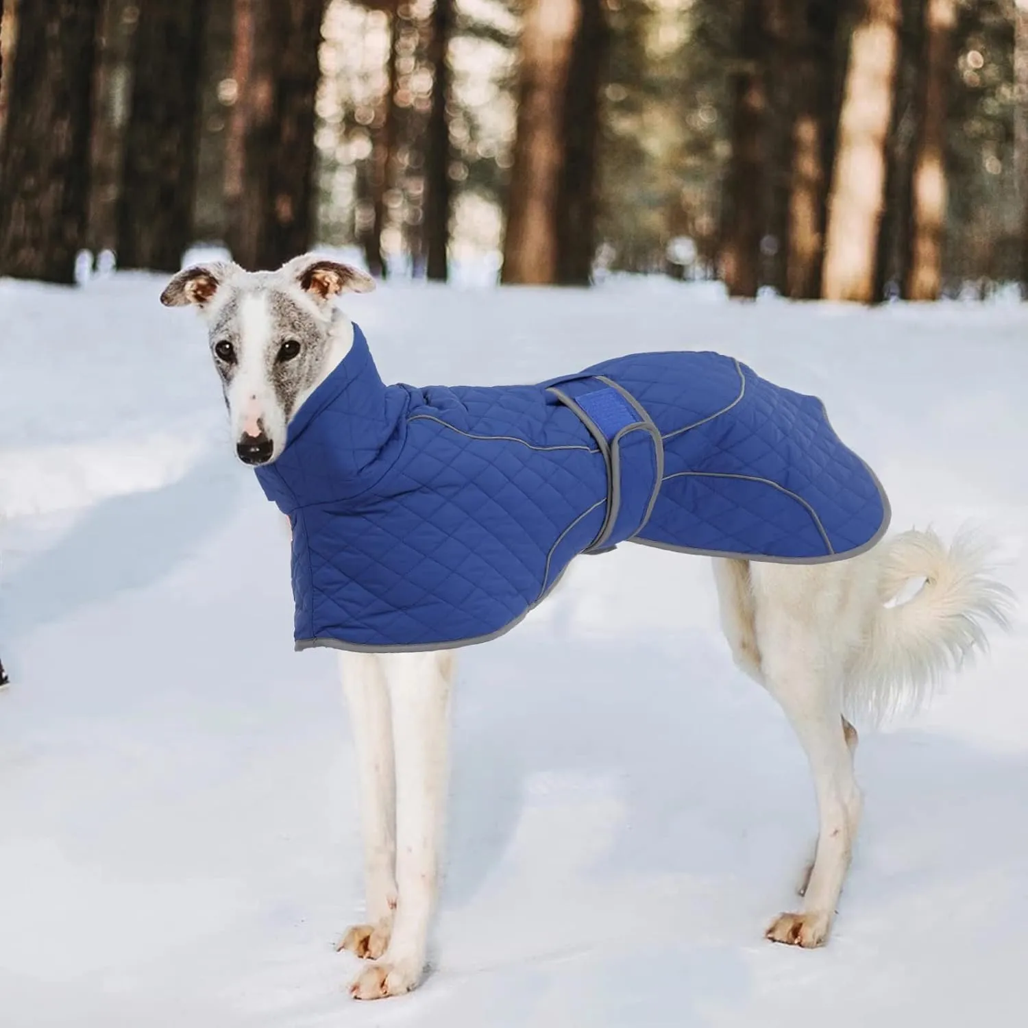 Greyhound Winter Coat, Whippet Coat with Padded Fleece Lining, Water Resistant Dog Jacket with Hook and Loop Closure and Reflective Trim Safety - Navy - Small