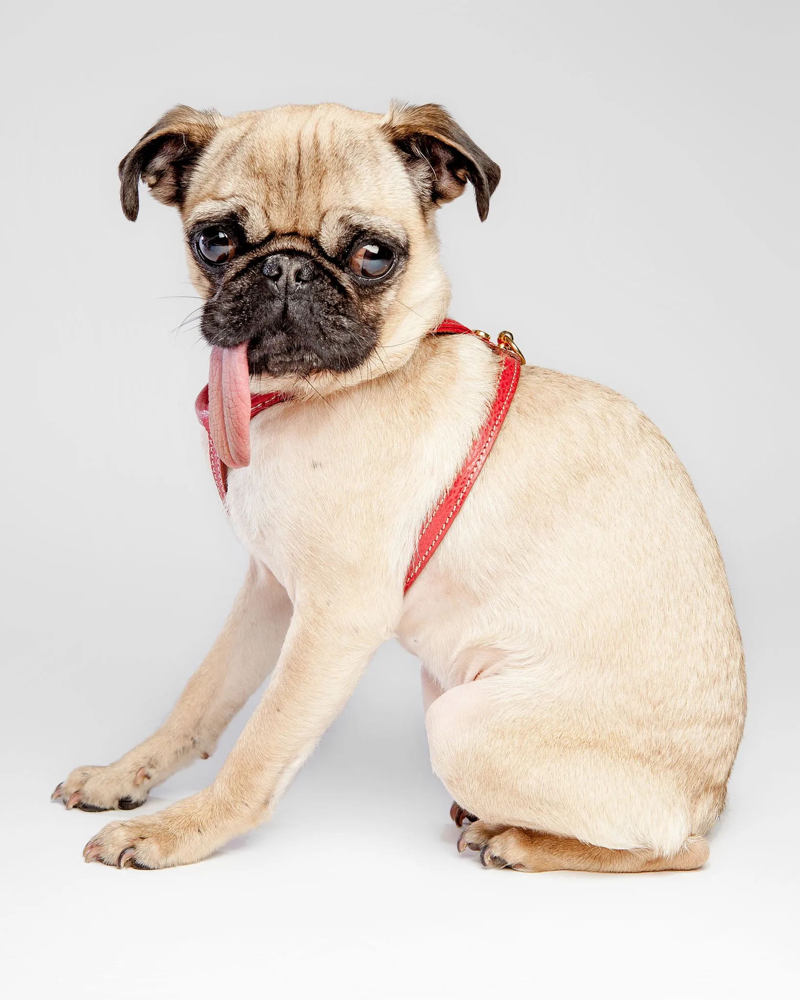 Italian Leather Harness in Red (FINAL SALE)