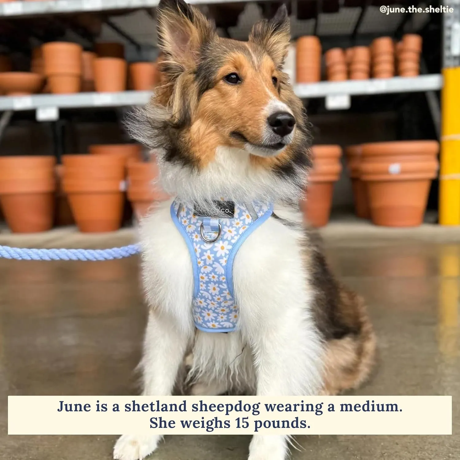 Lucy & Co. The Simply Splendid No-Pull Dog Harness  Size Medium  Vest to Stop Pulling & Walk Easy  Comfortable Leash Training Product w/Adjustable Chest & Neck Straps
