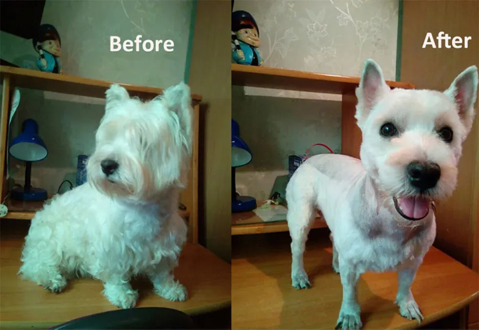 Professional Rechargeable Pet Hair Clipper Set - Low Noise Grooming for Dogs, Cats, and More