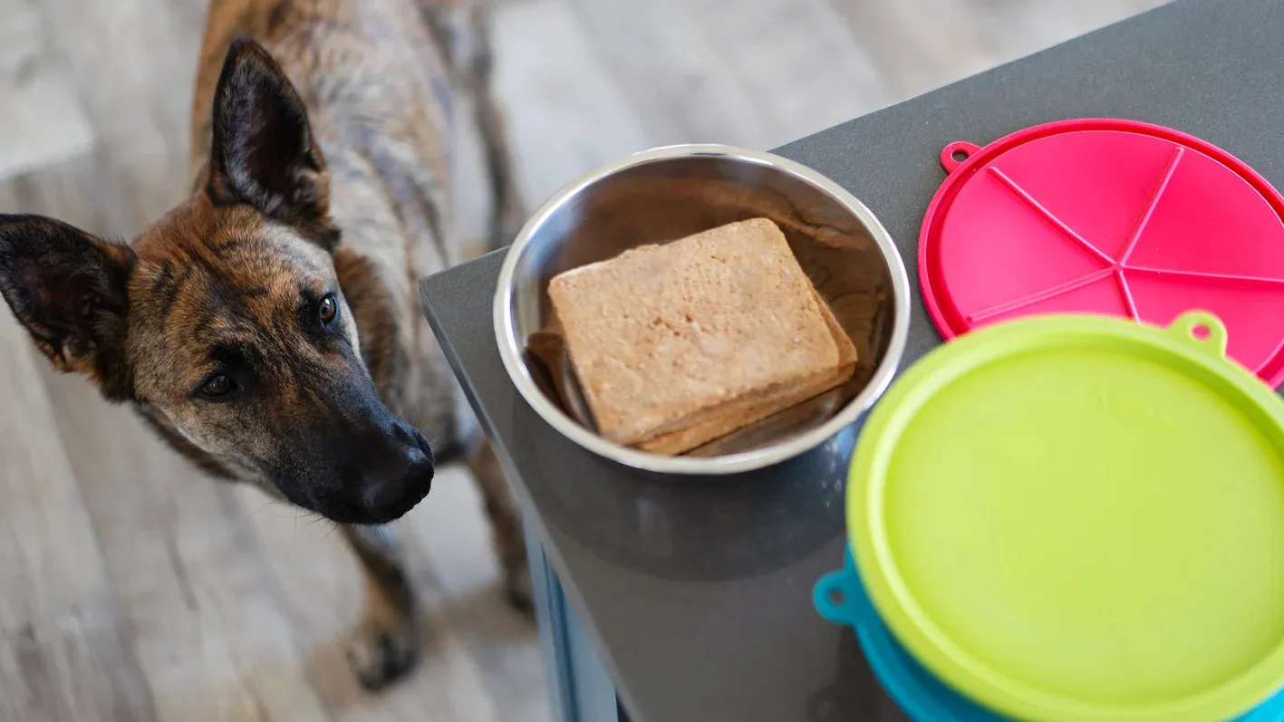 Three Stainless Steel Dog Bowls and Three Silicone Lids, Extra  Large, 6 Cups Per Bowl